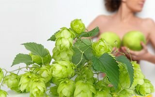 Шишки хмеля для увеличения груди